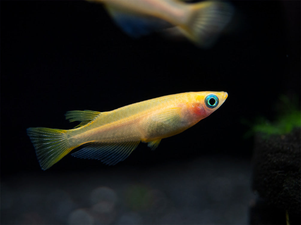 Gold Medaka Ricefish aka Japanese Ricefish/Killifish (Oryzias latipes "Gold") - Tank-Bred!