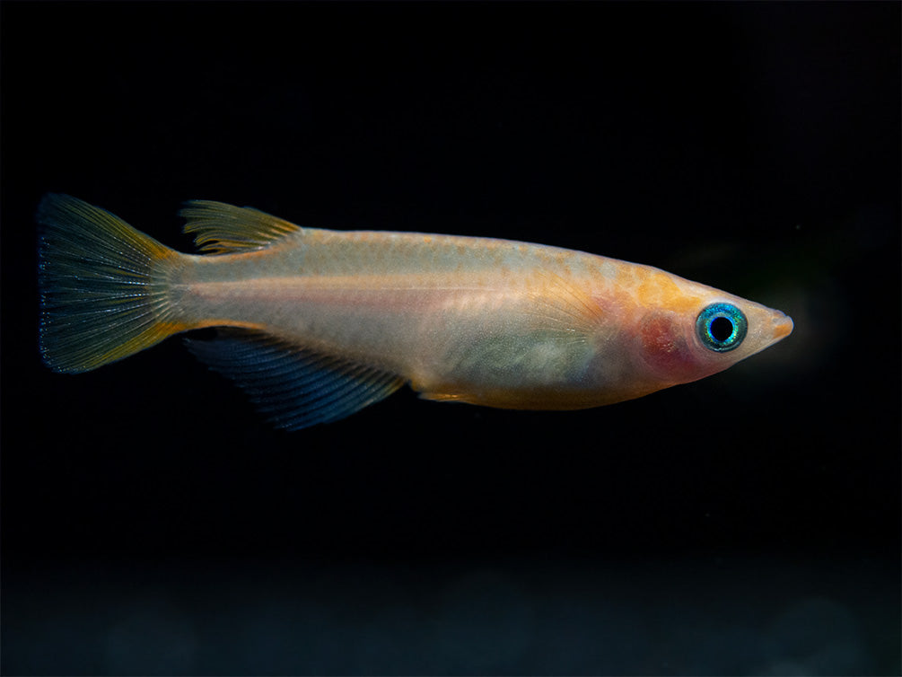 Gold Medaka Ricefish aka Japanese Ricefish/Killifish (Oryzias latipes "Gold") - Tank-Bred!