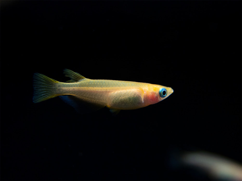 Orange Ricefish Youkihi Medaka Ricefish (Oryzias latipes, “Youkihi”) - Aquatic Arts on ...