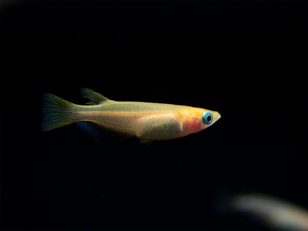 Gold Medaka Ricefish aka Japanese Ricefish/Killifish (Oryzias latipes "Gold") - Tank-Bred!