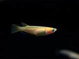 Gold Medaka Ricefish aka Japanese Ricefish/Killifish (Oryzias latipes 