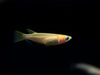Youkihi Medaka Orange Ricefish aka Japanese Ricefish/Killifish (Oryzias latipes var. 