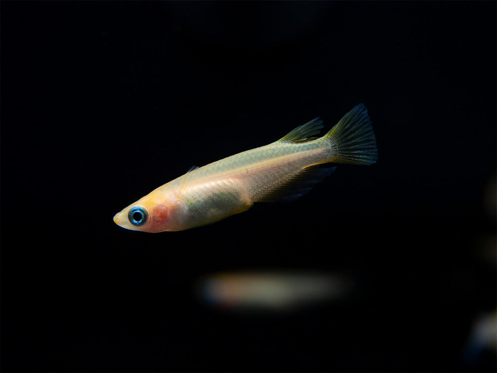 Gold Medaka Ricefish aka Japanese Ricefish/Killifish (Oryzias latipes "Gold") - Tank-Bred!