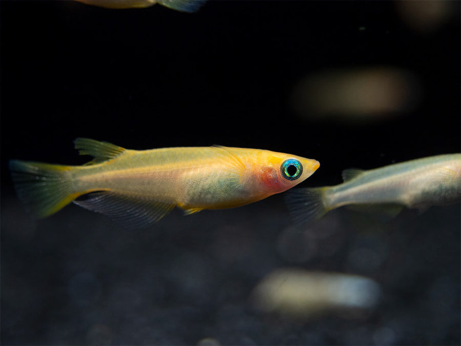 Gold Ricefish Gold Medaka Ricefish (Oryzias latipes) - Aquatic Arts