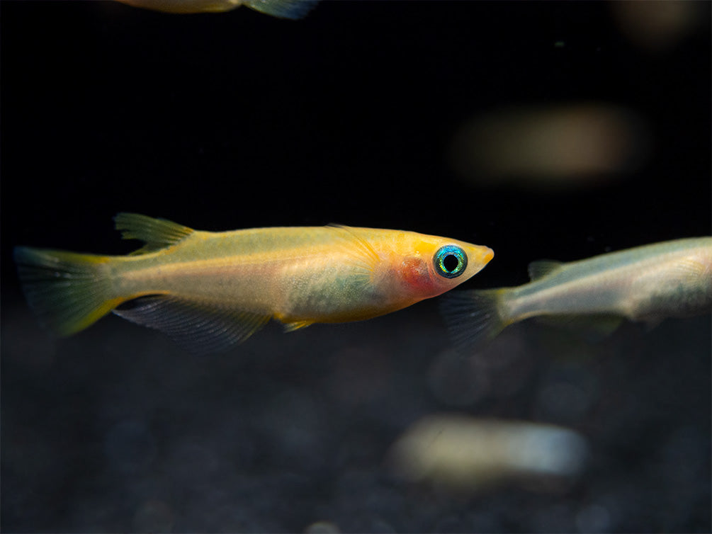 Gold Medaka Ricefish aka Japanese Ricefish/Killifish (Oryzias latipes "Gold") - Tank-Bred!