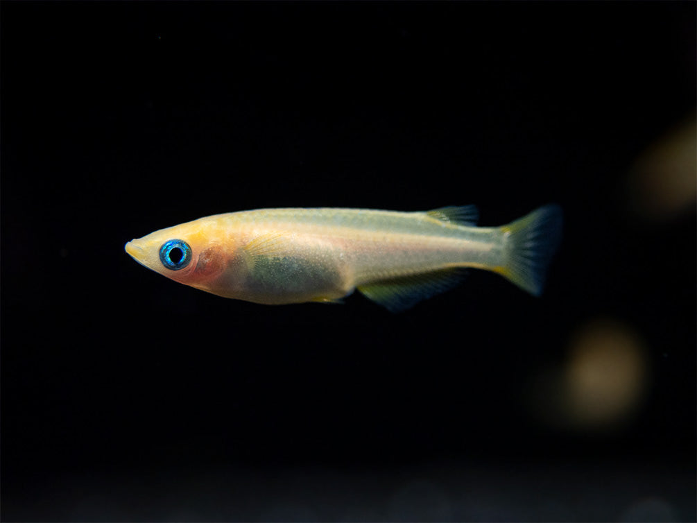 Gold Medaka Ricefish aka Japanese Ricefish/Killifish (Oryzias latipes "Gold") - Tank-Bred!