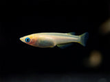 Gold Medaka Ricefish aka Japanese Ricefish/Killifish (Oryzias latipes 