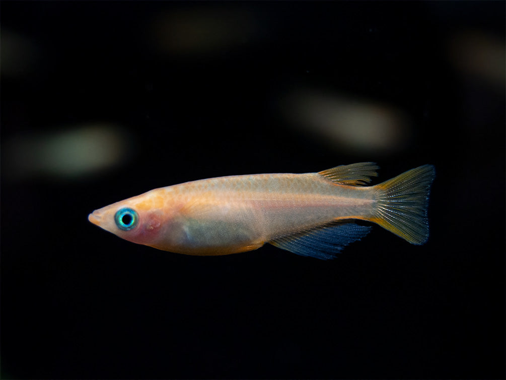 Gold Medaka Ricefish aka Japanese Ricefish/Killifish (Oryzias latipes "Gold") - Tank-Bred!