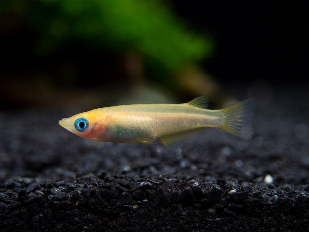 Gold Medaka Ricefish aka Japanese Ricefish/Killifish (Oryzias latipes "Gold") - Tank-Bred!