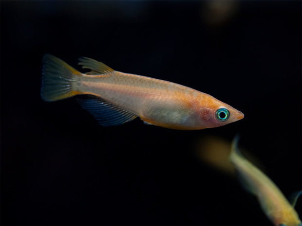 Gold Medaka Ricefish aka Japanese Ricefish/Killifish (Oryzias latipes "Gold") - Tank-Bred!