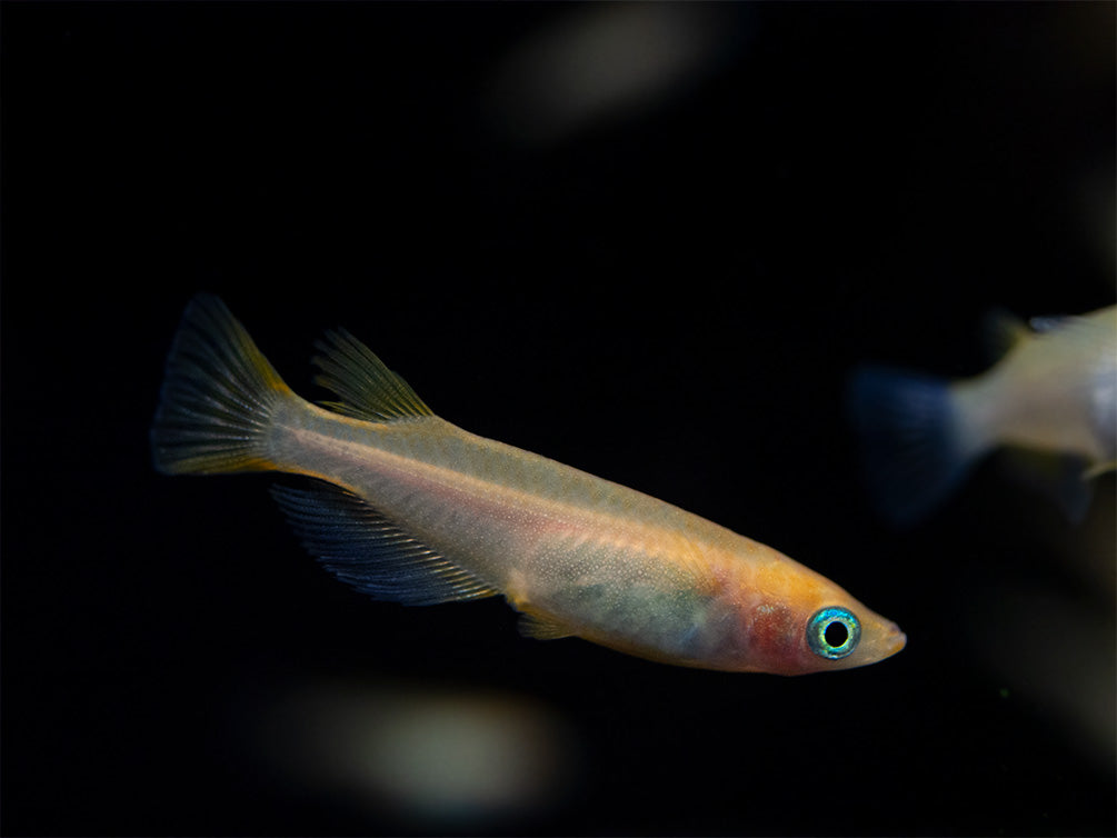 Gold Medaka Ricefish aka Japanese Ricefish/Killifish (Oryzias latipes "Gold") - Tank-Bred!