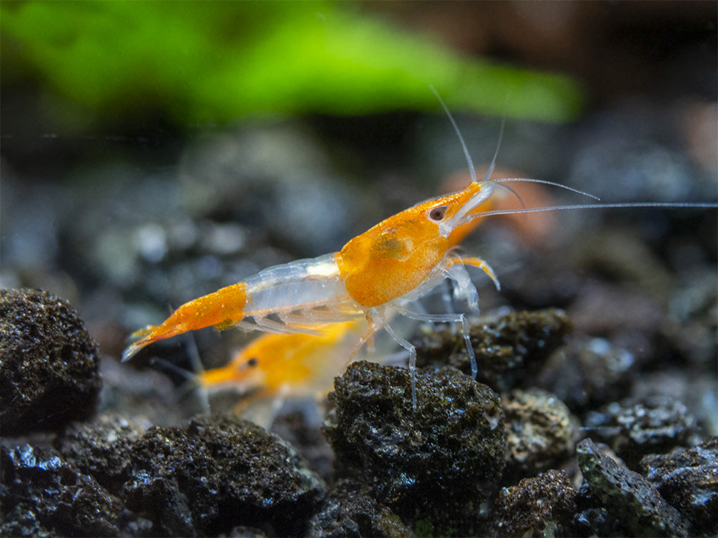 Orange Rili Shrimp Breeder Combo Box