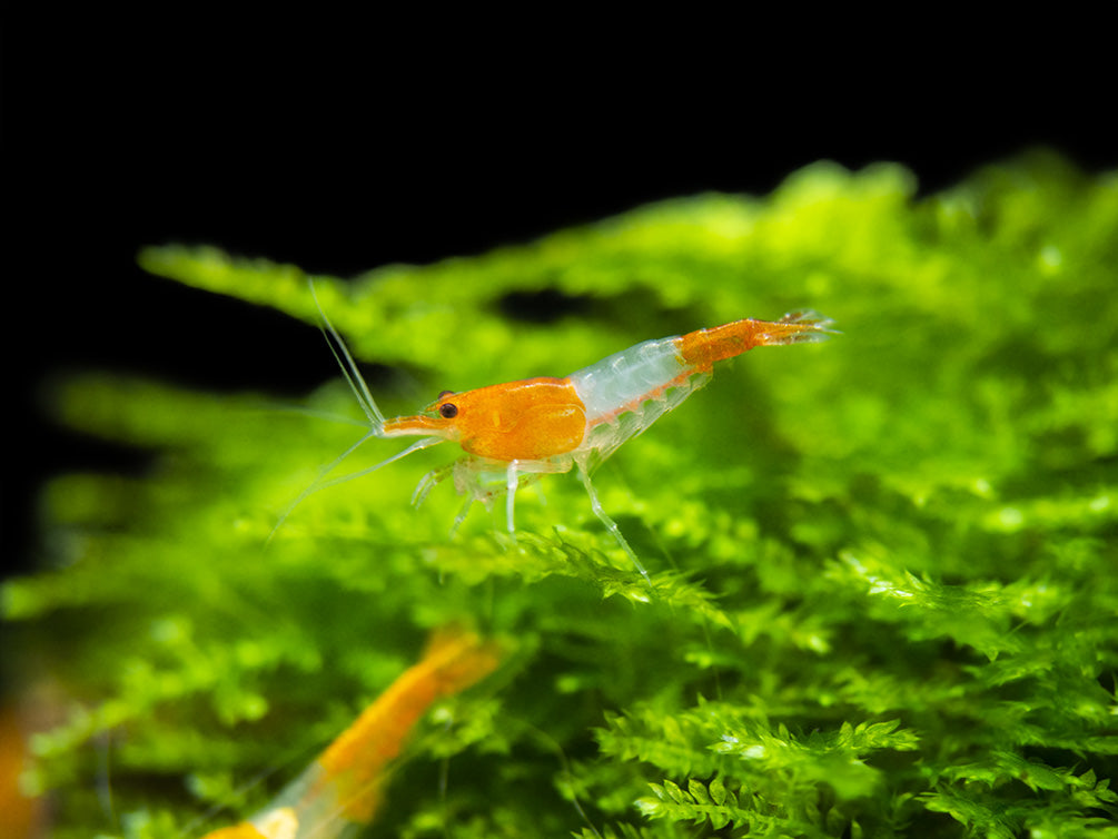 Orange Rili Shrimp Breeder Combo Box