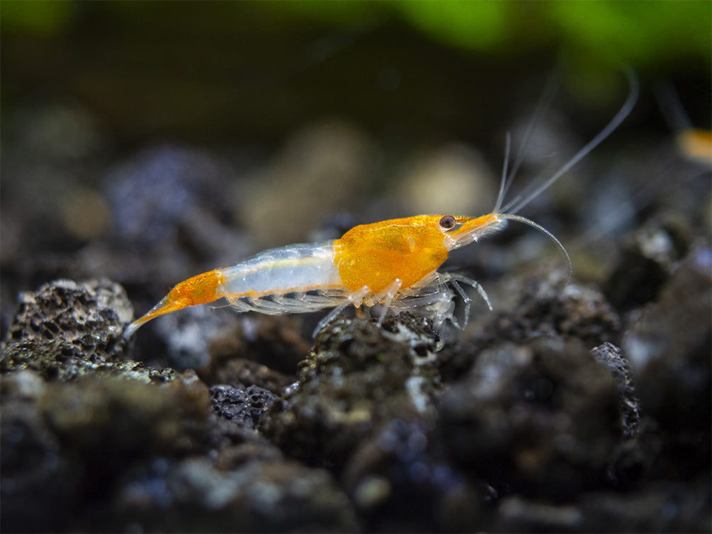 Orange Rili Shrimp Breeder Combo Box