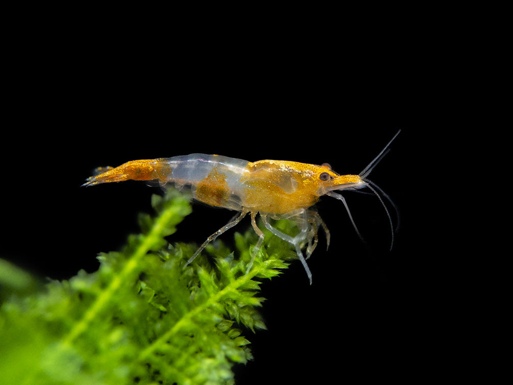 Orange Rili Shrimp Breeder Combo Box