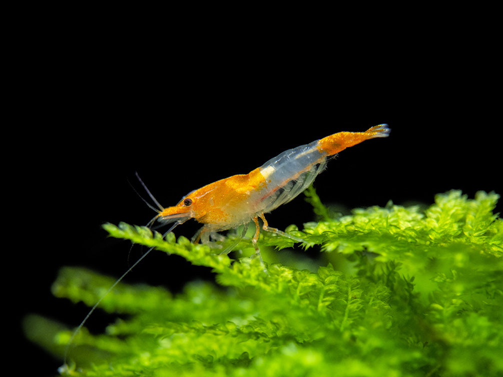 Orange Rili Shrimp (Neocaridina davidi), Tank-Bred