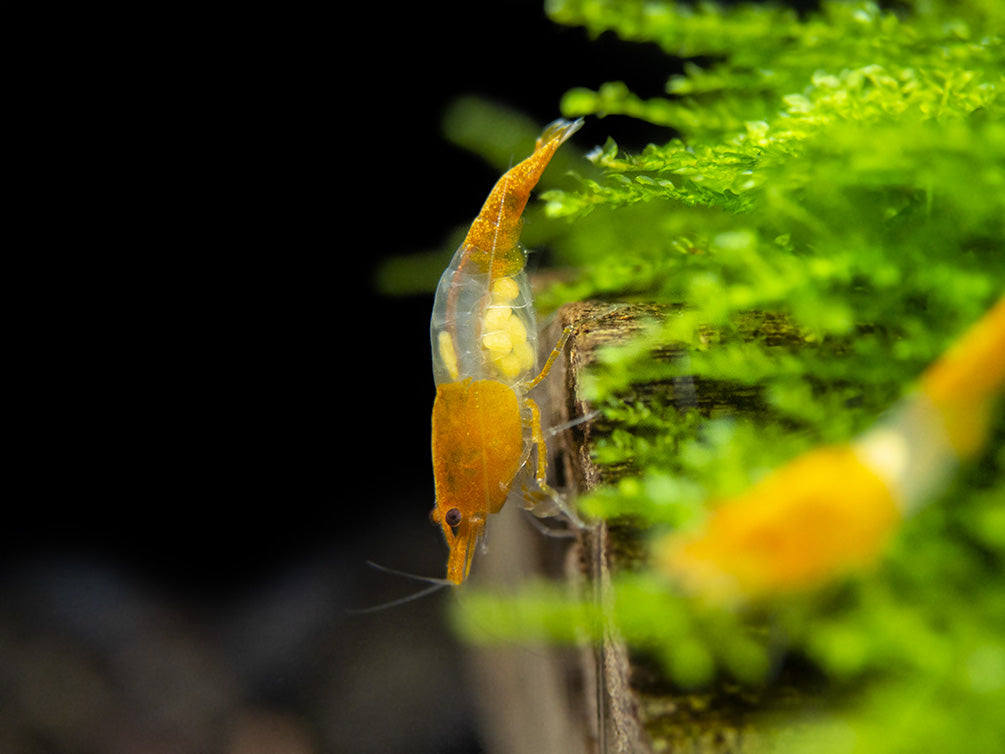 Orange Rili Shrimp (Neocaridina davidi), Tank-Bred