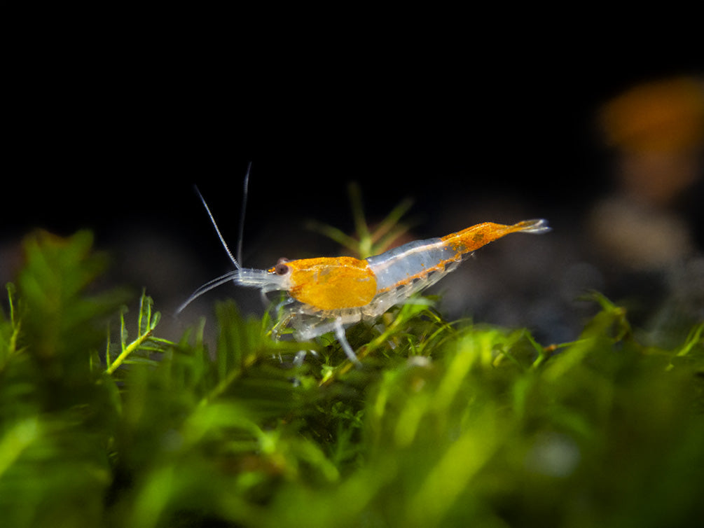 Orange Rili Shrimp Breeder Combo Box