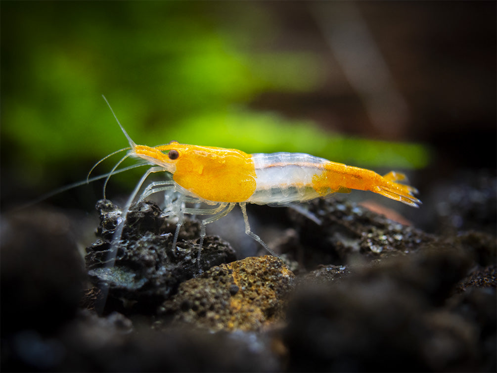 Orange Rili Shrimp Breeder Combo Box