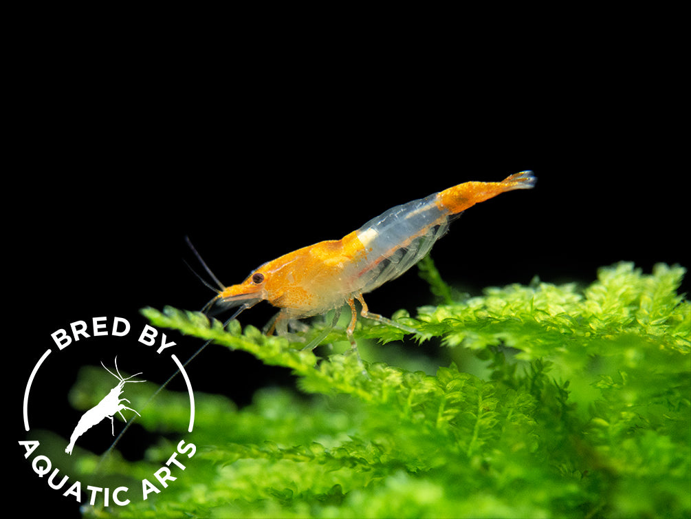 Orange Rili Shrimp (Neocaridina davidi), BREDBY: Aquatic Arts