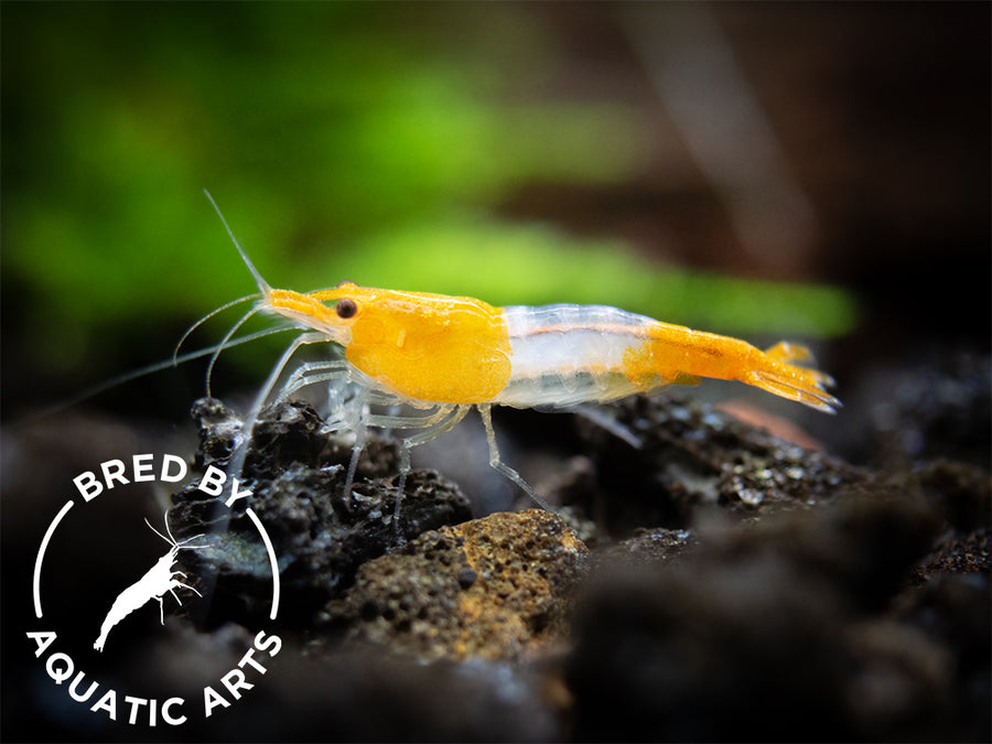 Neocaridina Shrimp – Aquatic Arts