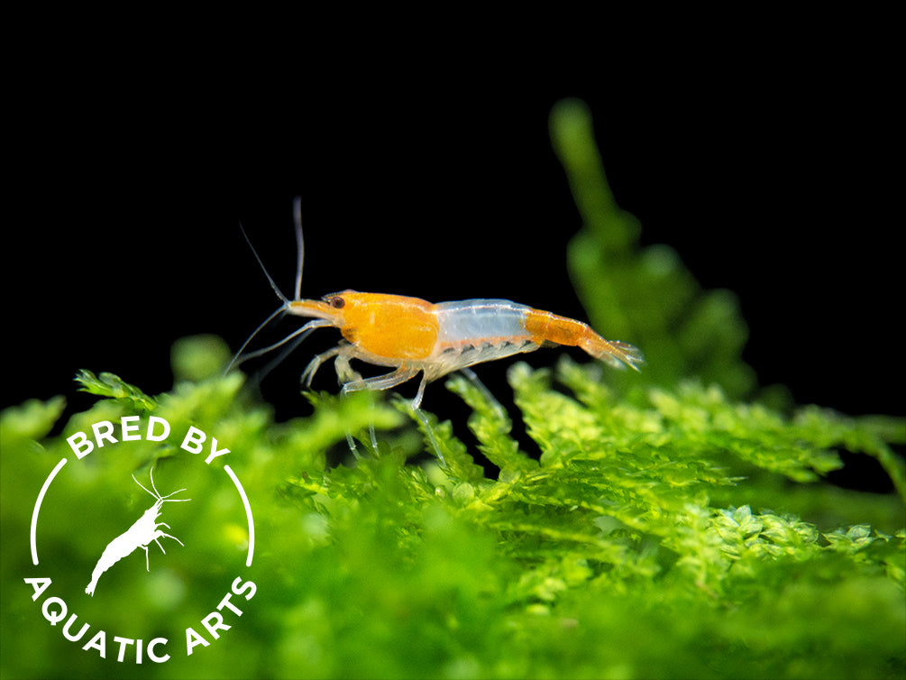 Orange Rili Shrimp (Neocaridina davidi), BREDBY: Aquatic Arts