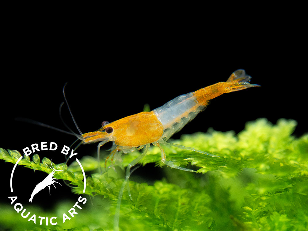 Orange Rili Shrimp (Neocaridina davidi), BREDBY: Aquatic Arts