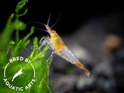 Orange Rili Shrimp (Neocaridina davidi), BREDBY: Aquatic Arts