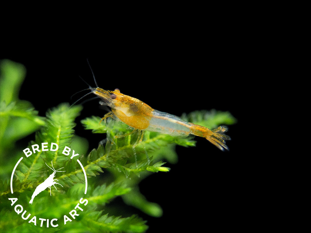 Orange Rili Shrimp (Neocaridina davidi), BREDBY: Aquatic Arts