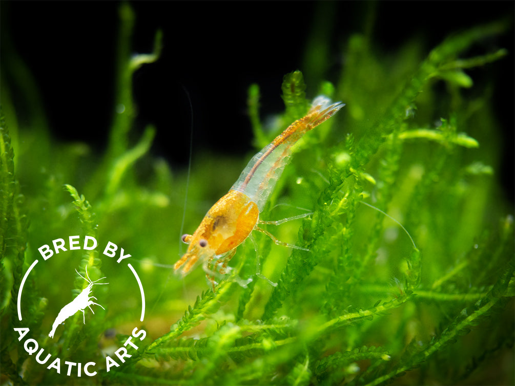 Orange Rili Shrimp (Neocaridina davidi), BREDBY: Aquatic Arts