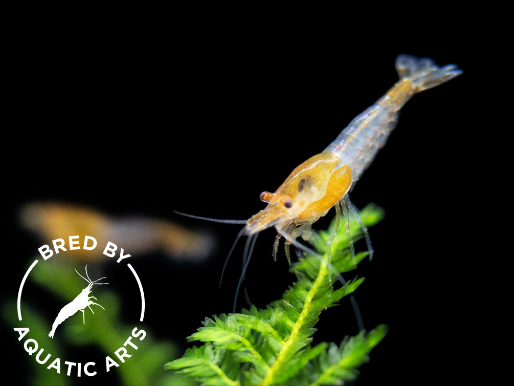 Orange Rili Shrimp (Neocaridina davidi), BREDBY: Aquatic Arts