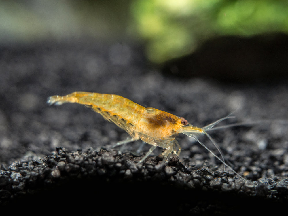 Orange Sakura Shrimp (Neocaridina davidi), Tank-Bred