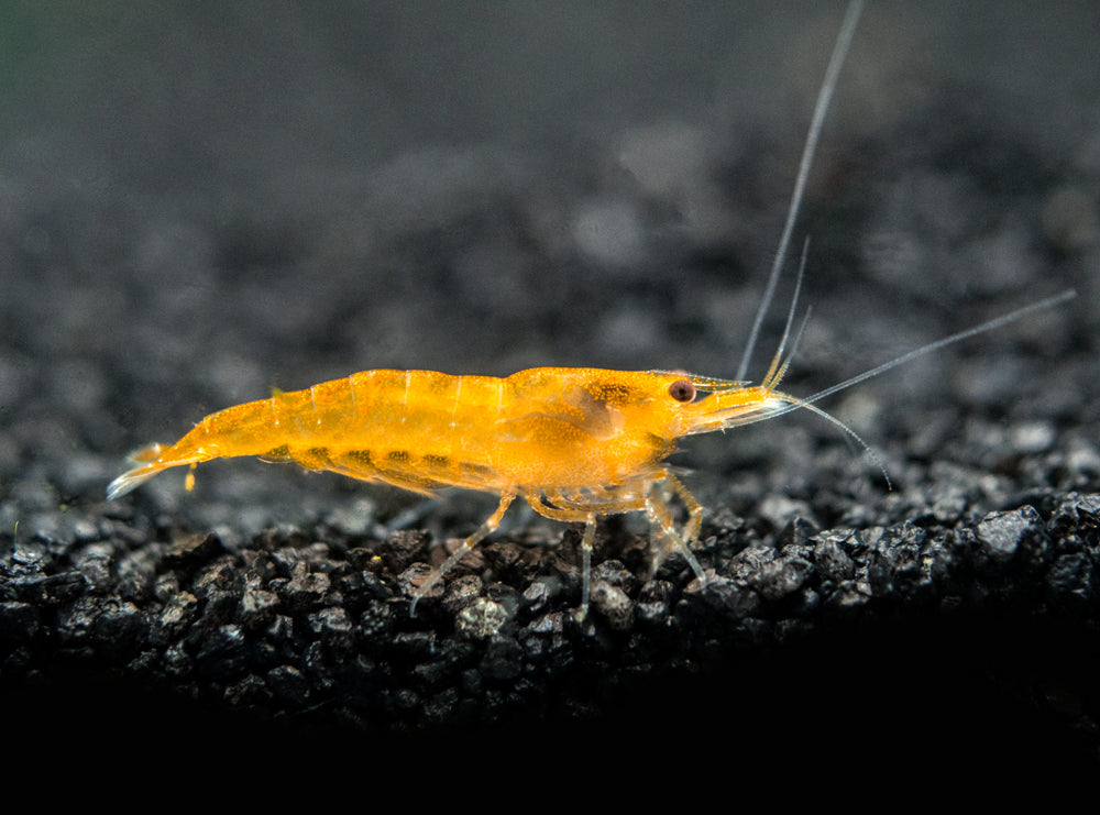 Orange Sakura Shrimp Breeder Combo Box