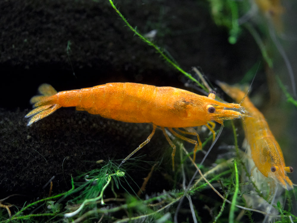 Orange Sakura Shrimp (Neocaridina davidi), Tank-Bred