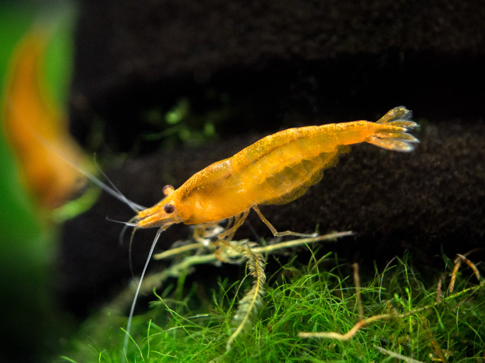 Orange Sakura Shrimp Breeder Combo Box