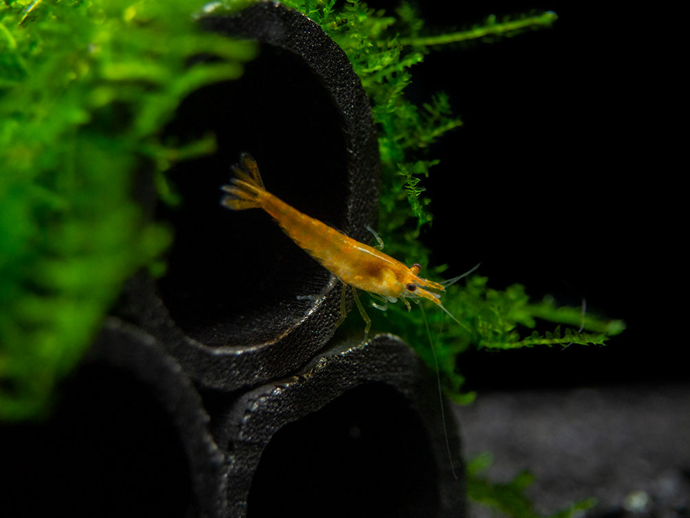 Orange Sakura Shrimp (Neocaridina davidi), Tank-Bred