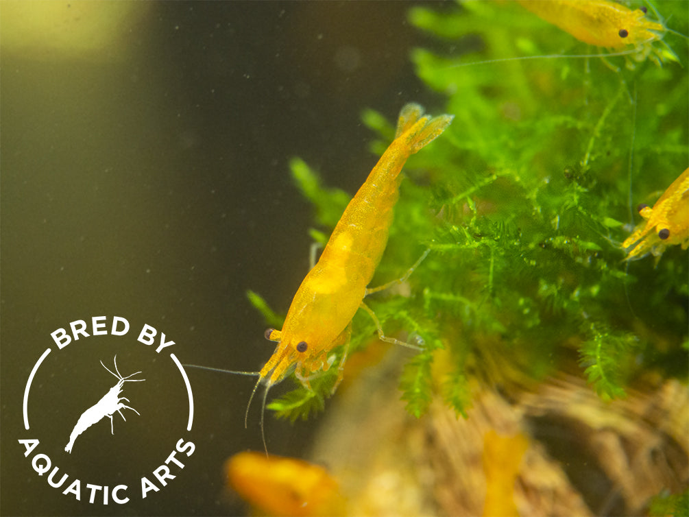 Orange Sakura Shrimp (Neocaridina davidi), BREDBY: Aquatic Arts