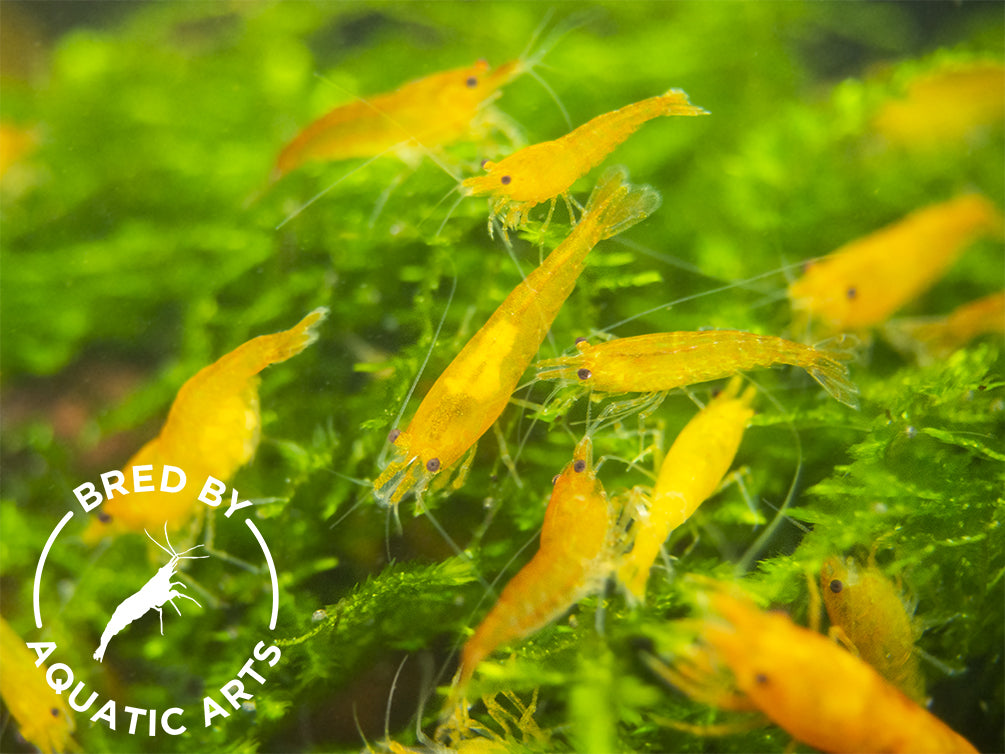 Orange Sakura Shrimp (Neocaridina davidi), BREDBY: Aquatic Arts