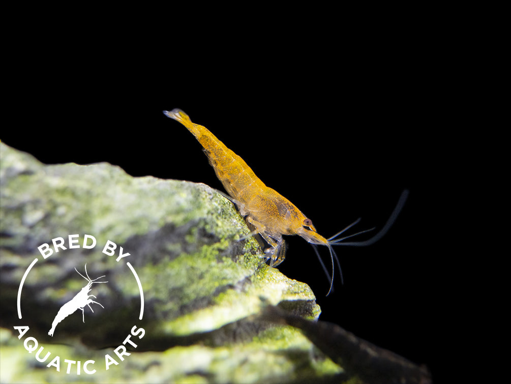 Orange Sakura Shrimp (Neocaridina davidi), BREDBY: Aquatic Arts