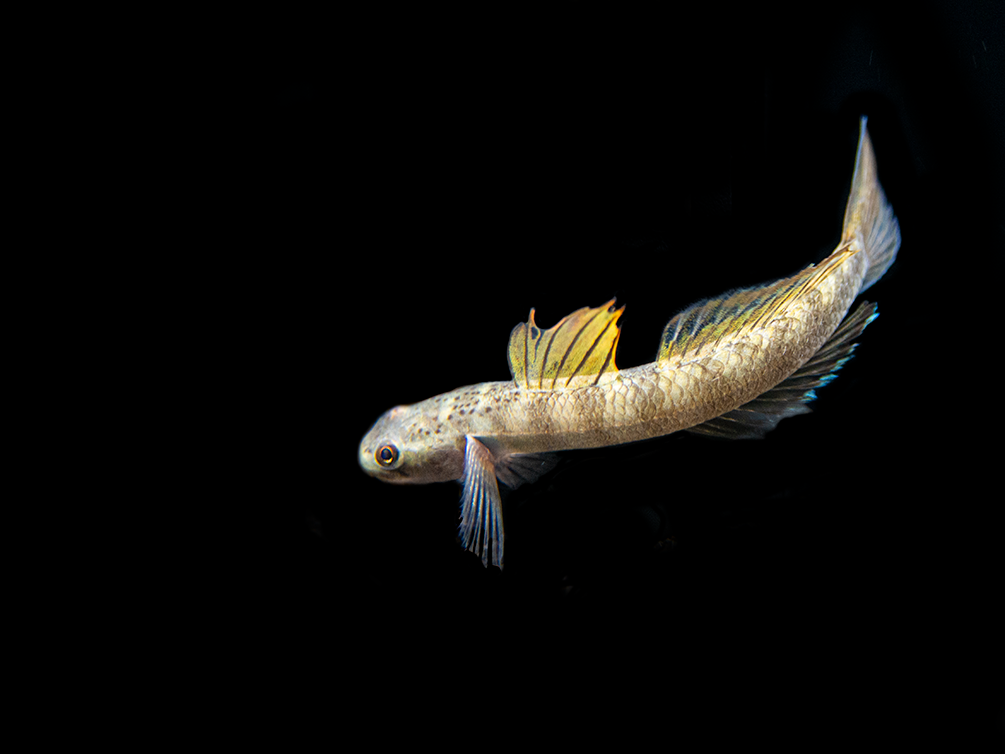 Orange Fin Stiphodon Goby (Stiphodon maculidorsalis)