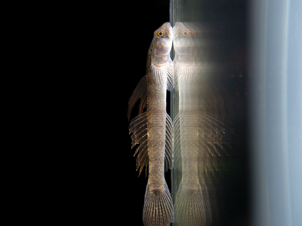 Orange Fin Stiphodon Goby (Stiphodon maculidorsalis)