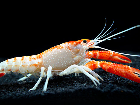 Orange Ghost Crayfish (Procambarus clarkii), Tank-Bred! - Aquatic Arts