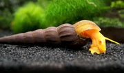 Orange Giant Sulawesi Rabbit Snail (Tylomelania gemmifera)