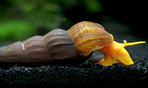 Orange Giant Sulawesi Rabbit Snail (Tylomelania gemmifera)