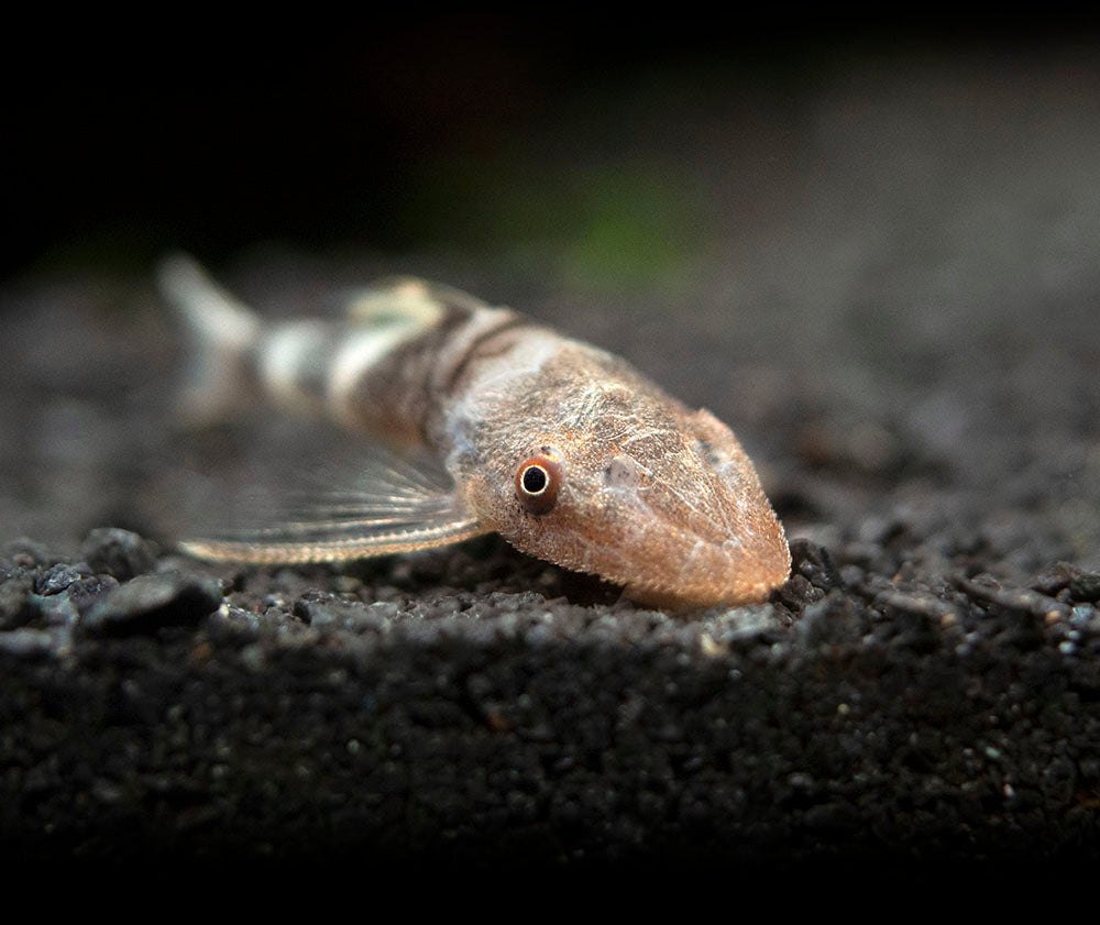 Orange Zebra AKA Robocop Otocinclus Catfish (Nannoptopoma sp. "Peru Orange")