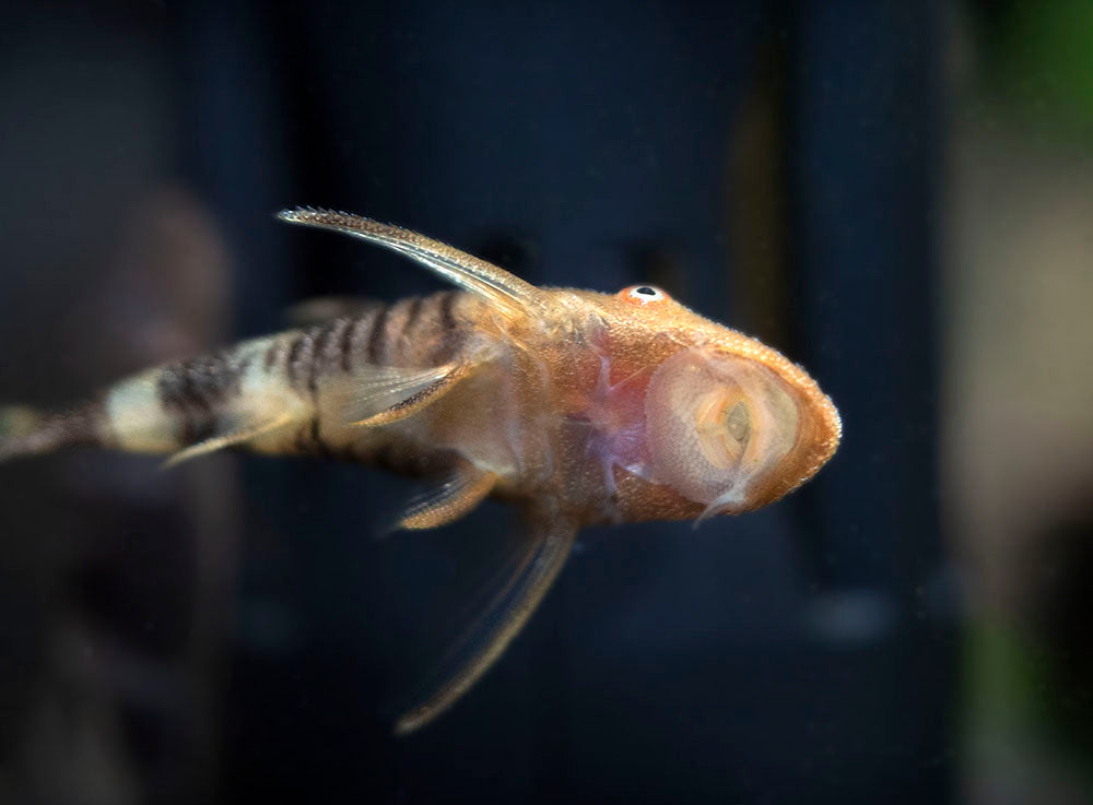 Orange Zebra AKA Robocop Otocinclus Catfish (Nannoptopoma sp. "Peru Orange")