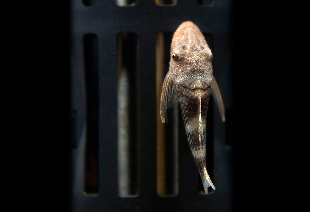 Orange Zebra AKA Robocop Otocinclus Catfish (Nannoptopoma sp. "Peru Orange")