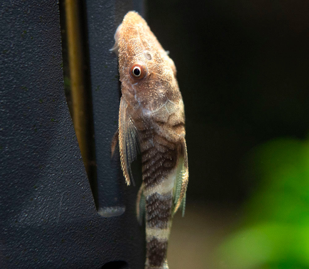 Orange Zebra AKA Robocop Otocinclus Catfish (Nannoptopoma sp. "Peru Orange")