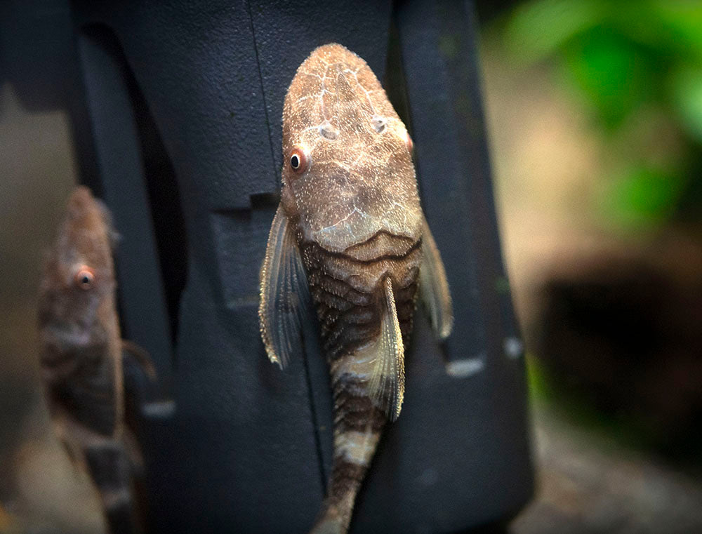 Orange Zebra AKA Robocop Otocinclus Catfish (Nannoptopoma sp. "Peru Orange")