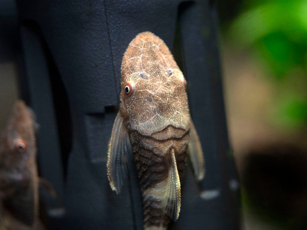 Orange Zebra AKA Robocop Otocinclus Catfish (Nannoptopoma sp. "Peru Orange")